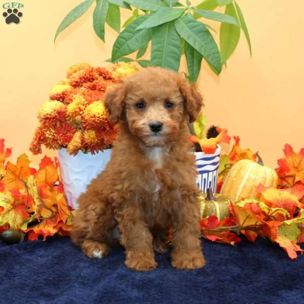 Bonnie, Miniature Poodle Puppy