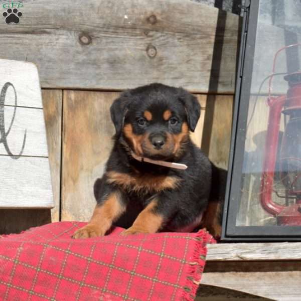 Boomer, Rottweiler Puppy