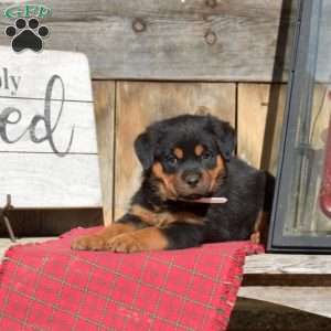 Boomer, Rottweiler Puppy