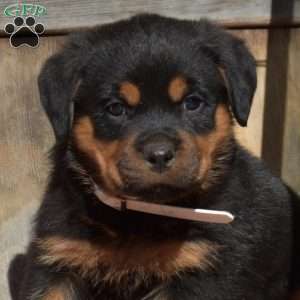 Boomer, Rottweiler Puppy
