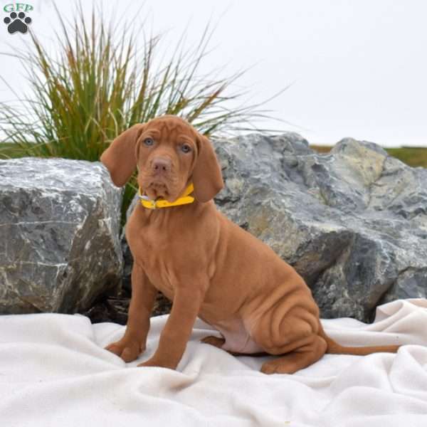 Boots, Vizsla Puppy