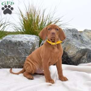 Boots, Vizsla Puppy
