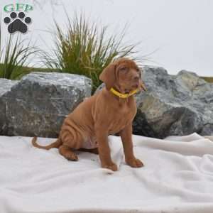 Boots, Vizsla Puppy