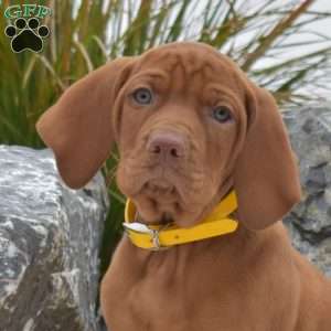 Boots, Vizsla Puppy