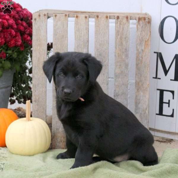 Bouncer, Labrador Mix Puppy