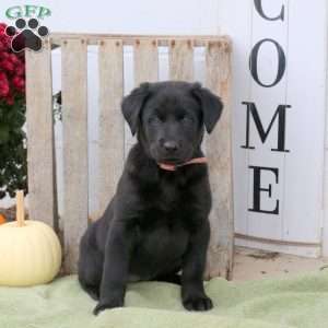 Bouncer, Labrador Mix Puppy