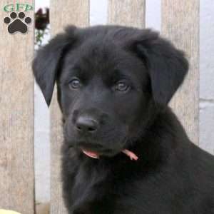 Bouncer, Labrador Mix Puppy
