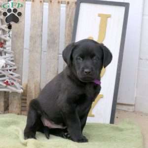 Bow Wow, Labrador Mix Puppy