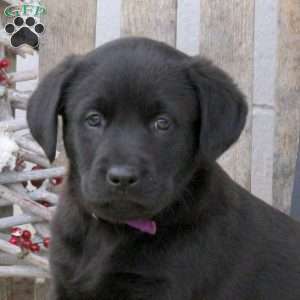 Bow Wow, Labrador Mix Puppy