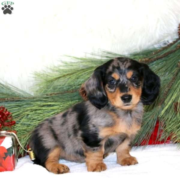 Brady, Dachshund Puppy