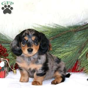Brady, Dachshund Puppy