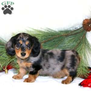 Brady, Dachshund Puppy