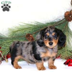 Brady, Dachshund Puppy