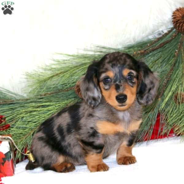 Branson, Dachshund Puppy