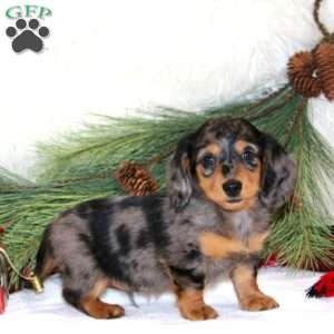 Branson, Dachshund Puppy