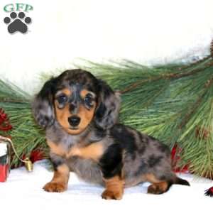 Branson, Dachshund Puppy