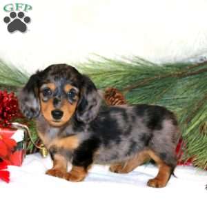 Branson, Dachshund Puppy
