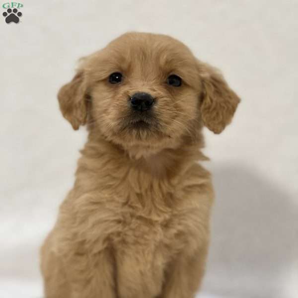 Brayden, Golden Retriever Puppy