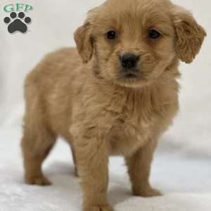 Brayden, Golden Retriever Puppy