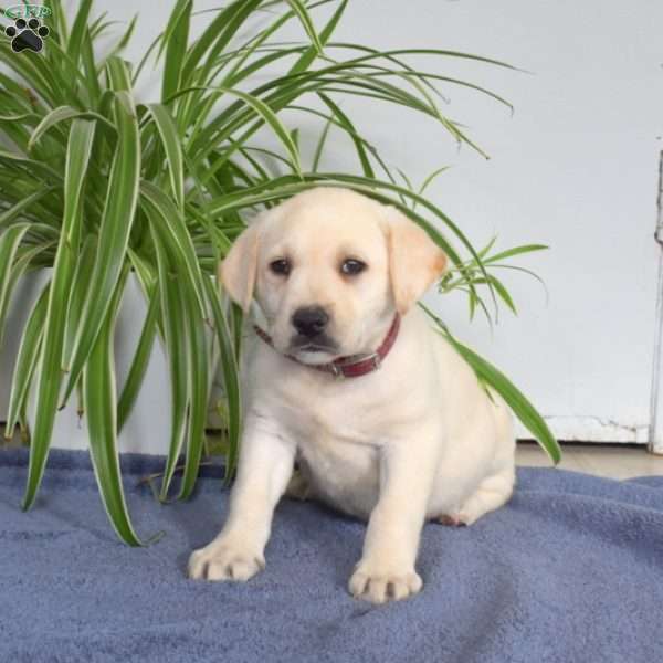 Breeze, Yellow Labrador Retriever Puppy