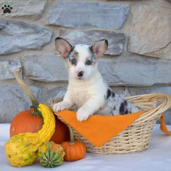 Breeze, Pembroke Welsh Corgi Puppy