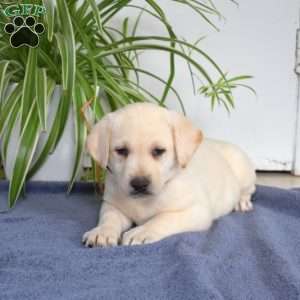 Breeze, Yellow Labrador Retriever Puppy