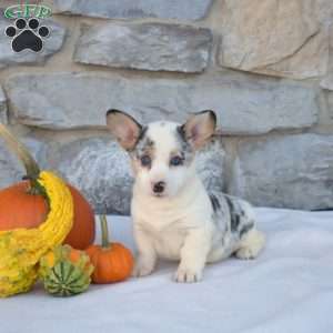 Breeze, Pembroke Welsh Corgi Puppy