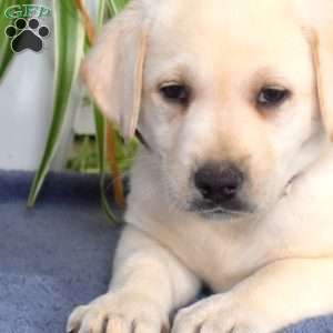 Breeze, Yellow Labrador Retriever Puppy