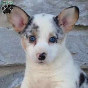 Breeze, Pembroke Welsh Corgi Puppy