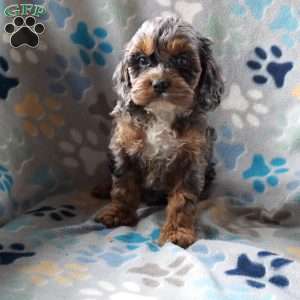 Brenda, Cockapoo Puppy