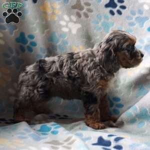 Brenda, Cockapoo Puppy