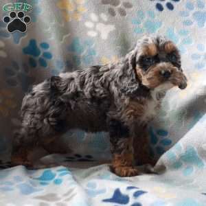 Brenda, Cockapoo Puppy