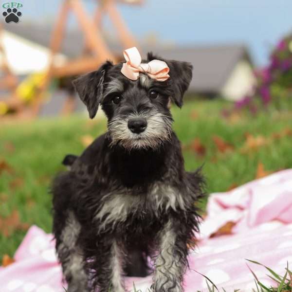 Brianna, Miniature Schnauzer Puppy