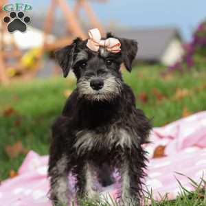 Brianna, Miniature Schnauzer Puppy