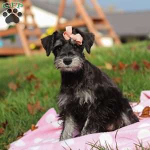 Brianna, Miniature Schnauzer Puppy
