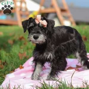 Brianna, Miniature Schnauzer Puppy