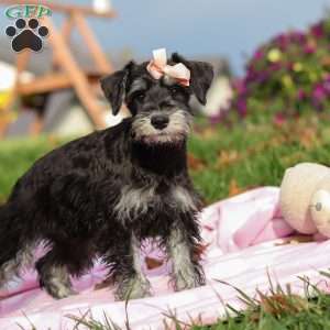 Brianna, Miniature Schnauzer Puppy