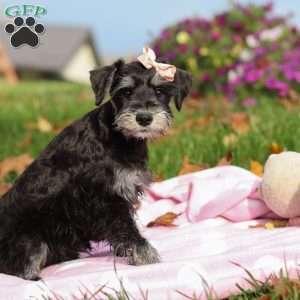 Brianna, Miniature Schnauzer Puppy