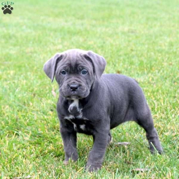 Briar, Cane Corso Puppy