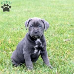 Briar, Cane Corso Puppy