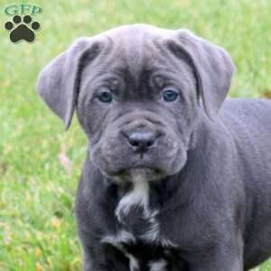 Briar, Cane Corso Puppy