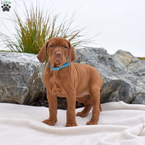Bridget, Vizsla Puppy