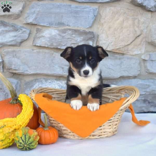 Bridget, Pembroke Welsh Corgi Puppy