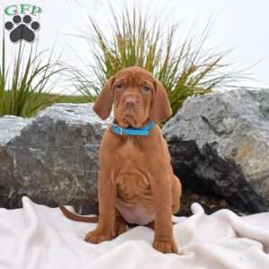 Bridget, Vizsla Puppy