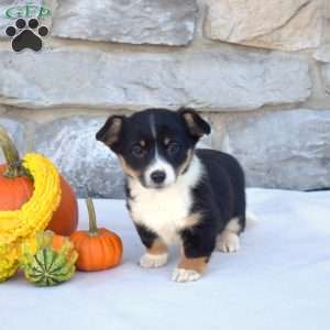 Bridget, Pembroke Welsh Corgi Puppy