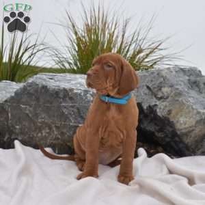 Bridget, Vizsla Puppy