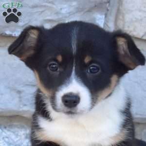 Bridget, Pembroke Welsh Corgi Puppy