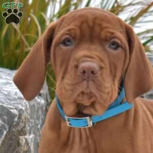 Bridget, Vizsla Puppy