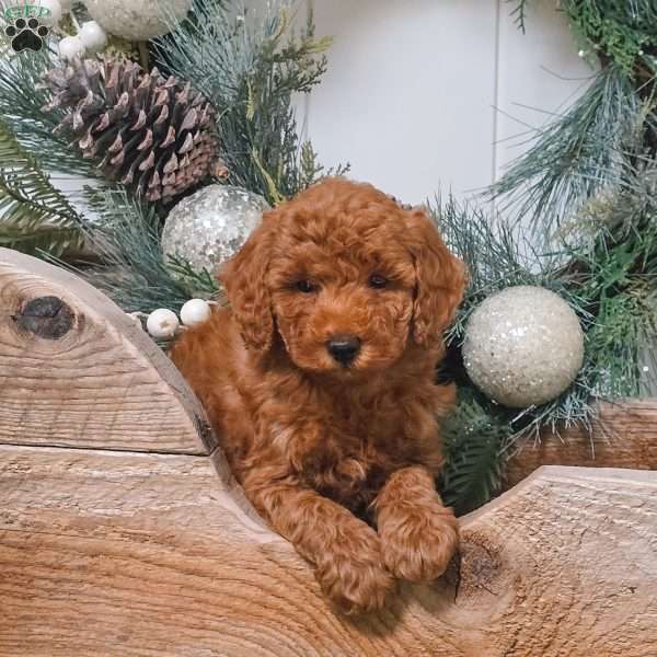 Bridgette, Miniature Poodle Puppy