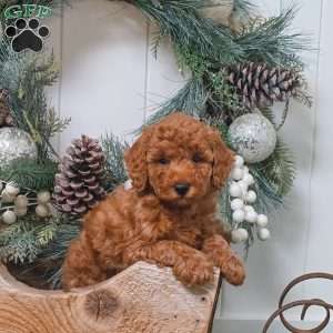 Bridgette, Miniature Poodle Puppy